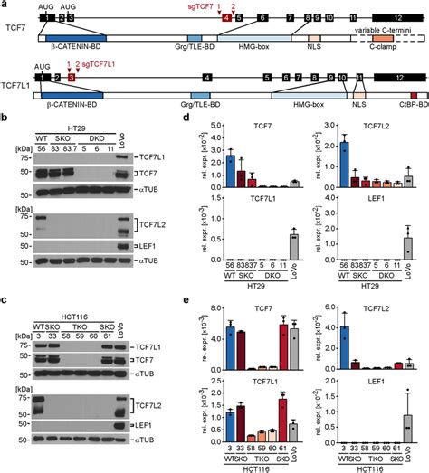 Ht29 And Hct116 Crc Cells Survive And Can Be Propagated In The Complete