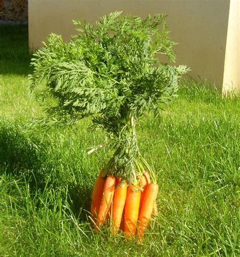 Que Faire Avec Des Fanes De Carottes Art De Vivre