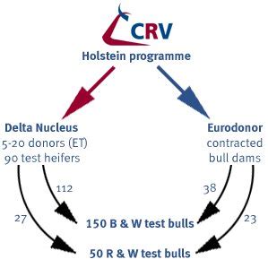 2 Genomic Selection In The CRV Breeding Program For Dairy Cattle