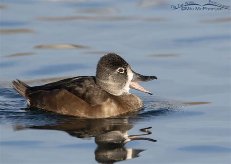 Hen Ringneck Duck