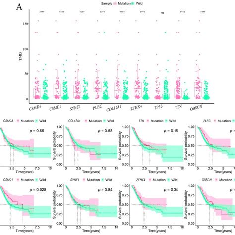 The Correlation Between Gene Mutation Tmb And Survival A The Box Download Scientific