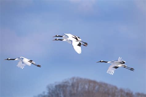 Red Crowned Crane Hokkaido Japan