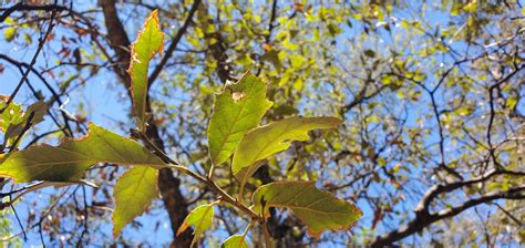 Quercus tardifolia leaves - Center for Plant Conservation