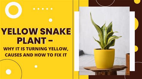 Yellow Snake Plant Why It Is Turning Yellow Causes And How To Fix It