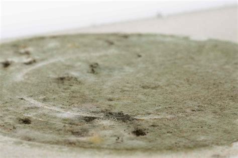 Signs You Have Mold In Your Home And What To Do