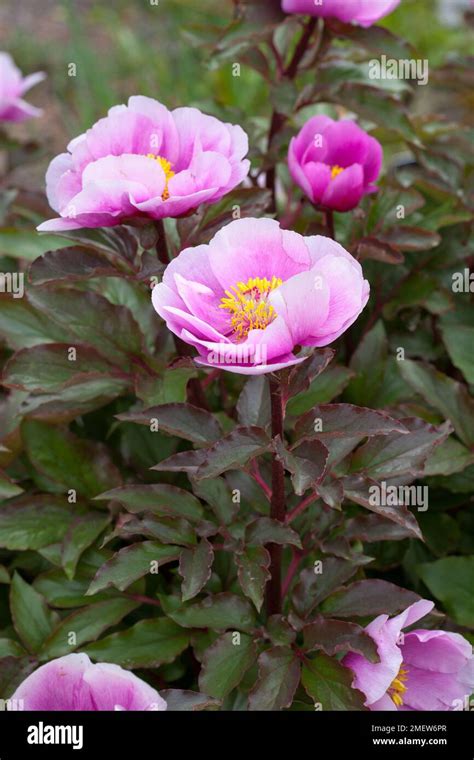 Paeonia Mascula Subsp Russoi Stock Photo Alamy