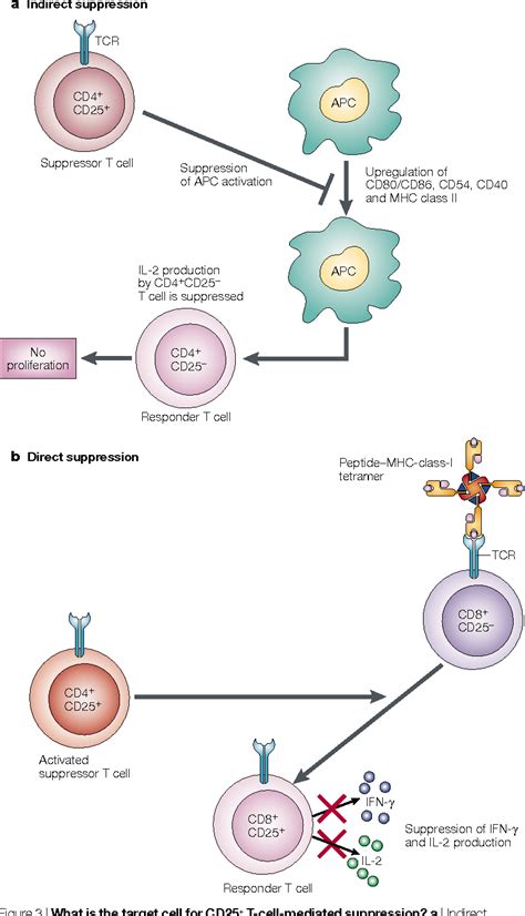 Figure 1 From Cd4cd25 Suppressor T Cells More Questions Than Answers