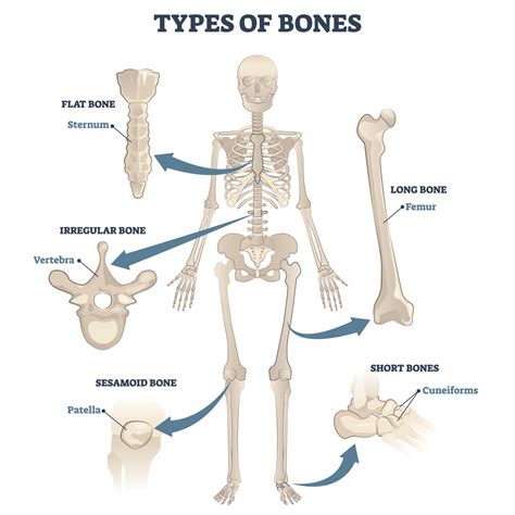 Bone Anatomy and Function