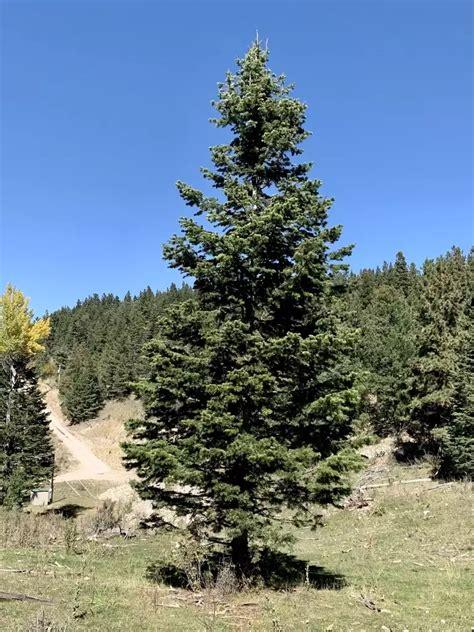 Abies Concolor Ssp Concolor CO San Isabel Conifer Concolor Fir