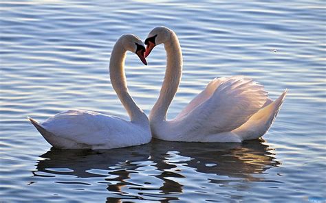 Love Birds Lovebirds Hd Wallpaper Pxfuel