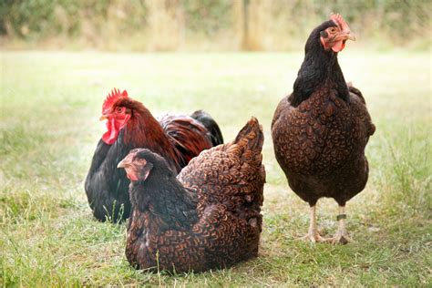 Barnevelder Chicken Breed Guide — Practical Self Reliance