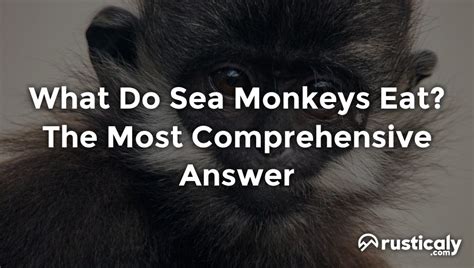 What Do Sea Monkeys Eat? With The Clearest Explanation