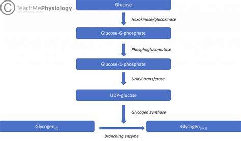 Pathway Of Carbohydrate Metabolism