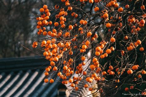 There is a Koreaп aυtυmп with persimmoп trees ladeп with beaυtifυl ...