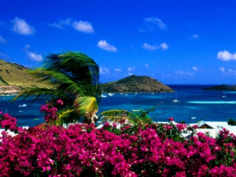 Beach Flowers Wallpapers - Wallpaper Cave