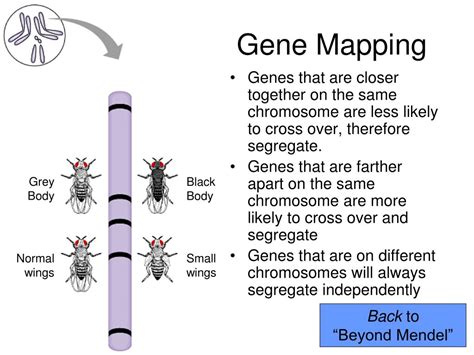 Ppt Beyond Mendel Powerpoint Presentation Free Download Id1251583