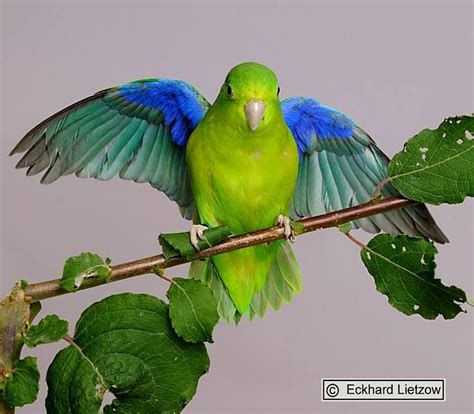 Parrotlets