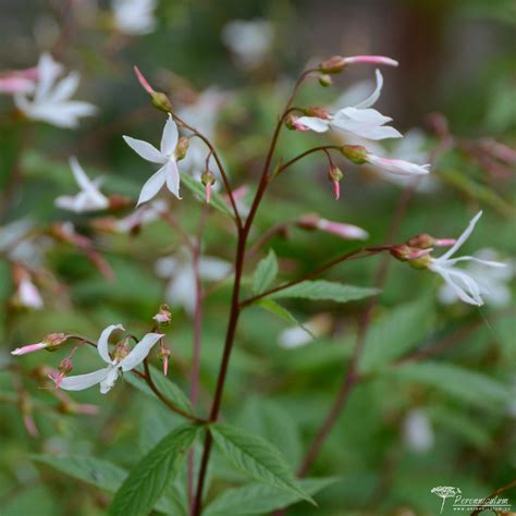 Gillenia trifoliata | Perenniculum