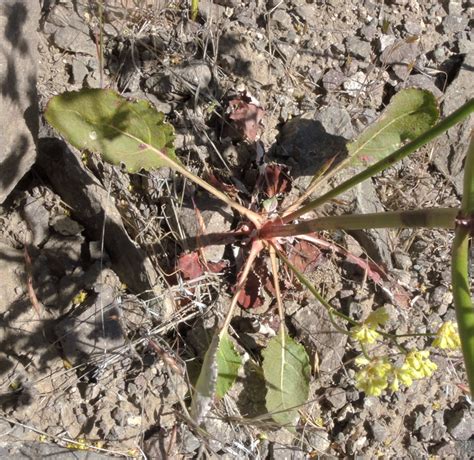 Nude Buckwheat Photos Page 1