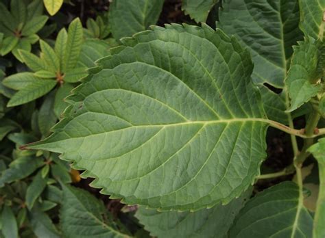 Hydrangea macrophylla ‘Altona’ – Plants – Oak Leaf Gardening