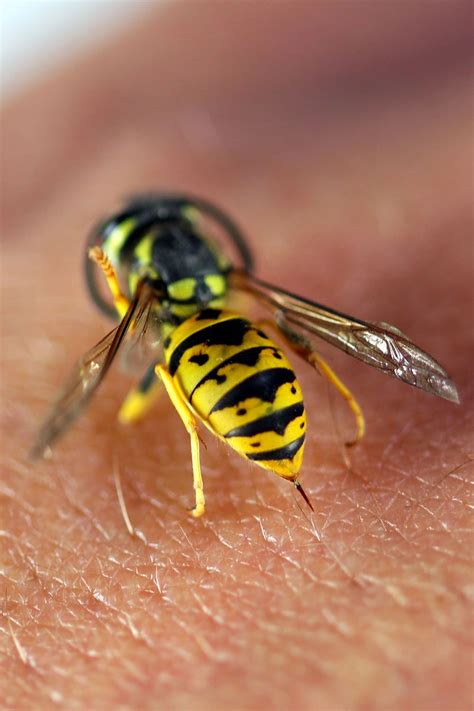 How To Get A Wasp Stinger Out Five Spot Green Living