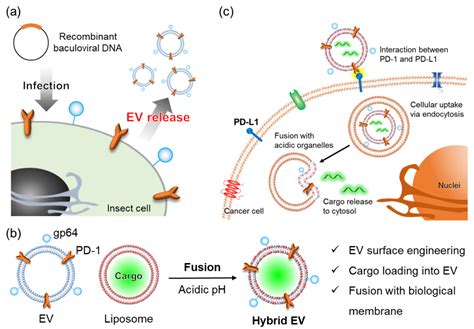 Cancers Free Full Text Fusogenic Hybrid Extracellular Vesicles With