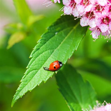 Mariquita sobre una hoja verde de un rosal en flor de spirea japonés