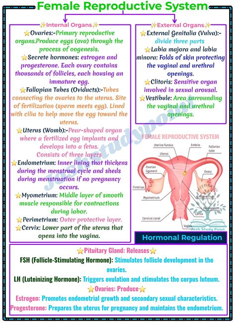 fundus  uterus function anatomy   uterus anaesthesia