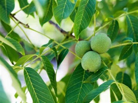 Edible Plants That Can Grow Near Black Walnut Trees The Small Town