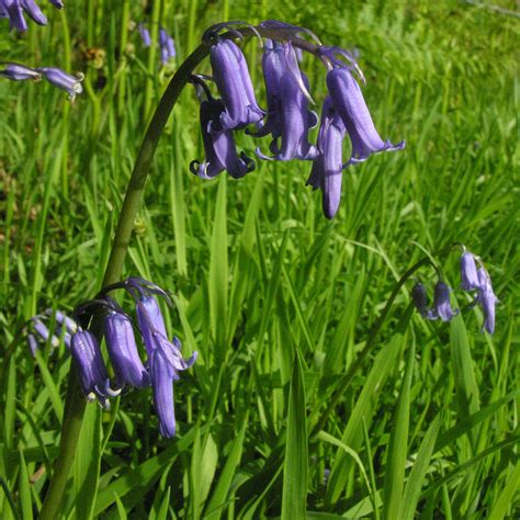 Wild Flower Society Bluebells The Armamda Is Here Again