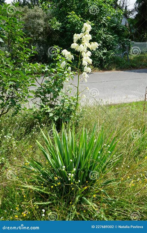 Yucca Blooming With White Flowers In July Yucca Is A Genus Of