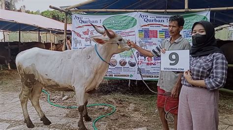 Sapi Qurban Jakarta No Goqurban Jual Kambing Domba Sapi