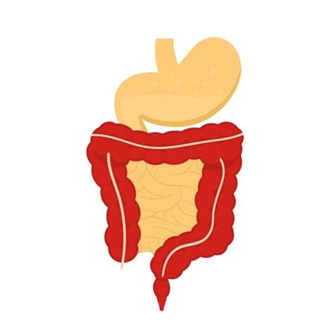 Digestive System Vector Images Over 18000