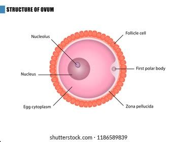 Human Egg Ovum Structure Health Education Stock Vector (Royalty Free ...