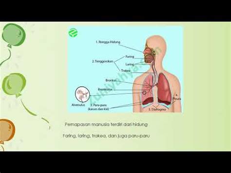 Lagu Pembelajaran Sistem Pernapasan Manusia Youtube