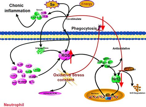Oxidative stress induced by Se-deficient high-energy diet implicates ... 