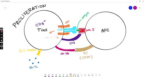 SOLVED:Let us review how a normal CD8+ T cell first recognizes an ... 