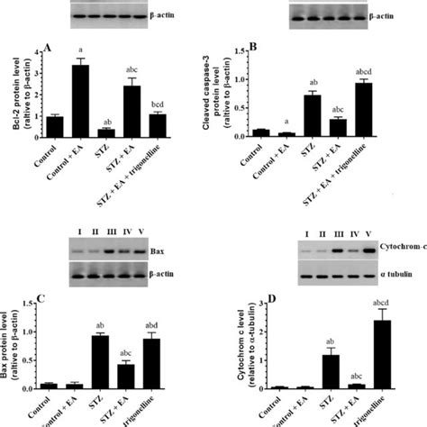 Effect Of Ellagic Acid EA On Total Protein Levels Of Bcl2 A