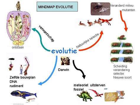 Evolutietheorie Charles Darwin Evolutie Is Een Geleidelijke Ontwikkeling