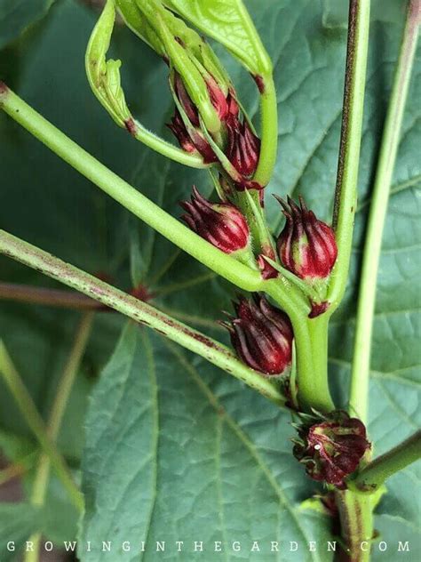 How To Grow Roselle Hibiscus Growing Jamaican Sorrel Growing In The