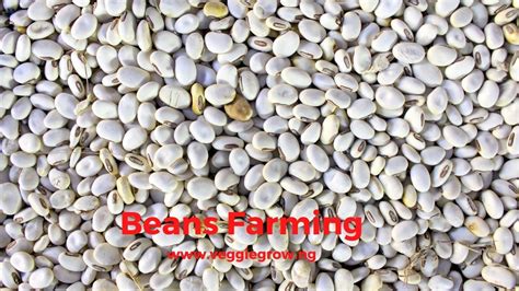 Beans Farming in Nigeria – An Ultimate Guide on How to Grow Beans ...