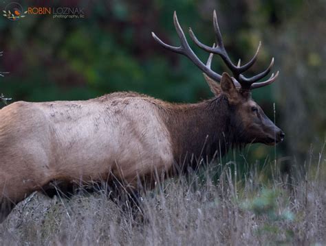 Robin Loznak Photography: Roosevelt elk in Oregon