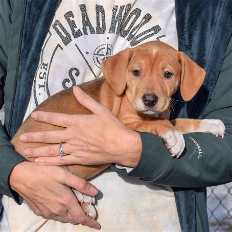 Dog for Adoption - Malibu, a Shetland Sheepdog Sheltie in Joliet, IL | Alpha Paw