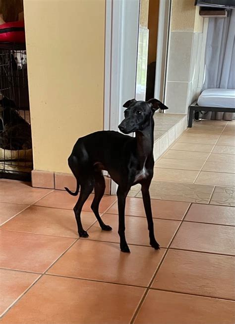 Chien Petit Levrier Italien Sacre du printemps dit sasha De La Ribière