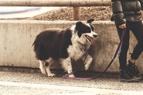 Cosas Que Puedes Hacer Si Tu Perro Tiene Miedo En La Calle