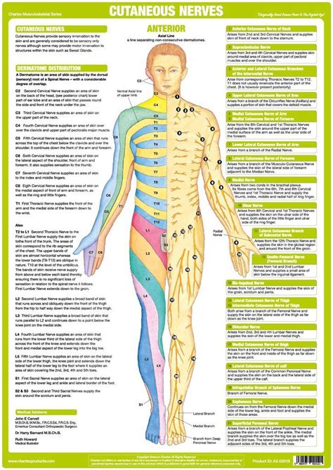 Cutaneous Nerves Anatomy Chart Anterior Nerve Anatomy Nervous System Anatomy Human Body