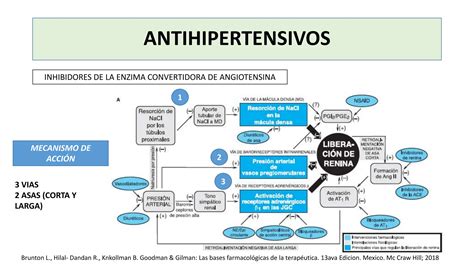 Antihipertensivos Iecas Ara Betabloqueantes Ppt