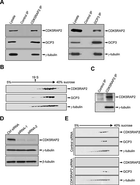 Cdk5rap2 Is A Pericentriolar Protein That Functions In Centrosomal