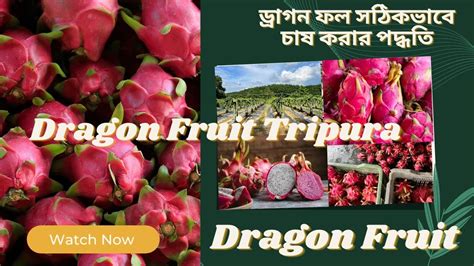 Dragon Fruit Plantation I ড্রাগন ফল সঠিকভাবে চাষ করার পদ্ধতি I Dragon