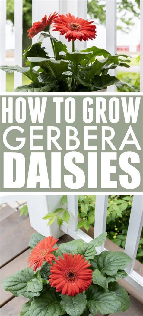 How To Grow Gerbera Daisies The Creek Line House Gerbera Daisy Care